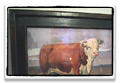 framed bull